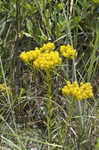 Low pinebarren milkwort